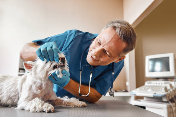  Moncks Corner, SC Emergency Dentist Pros